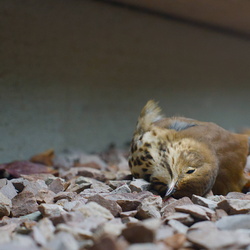 bird_patrol